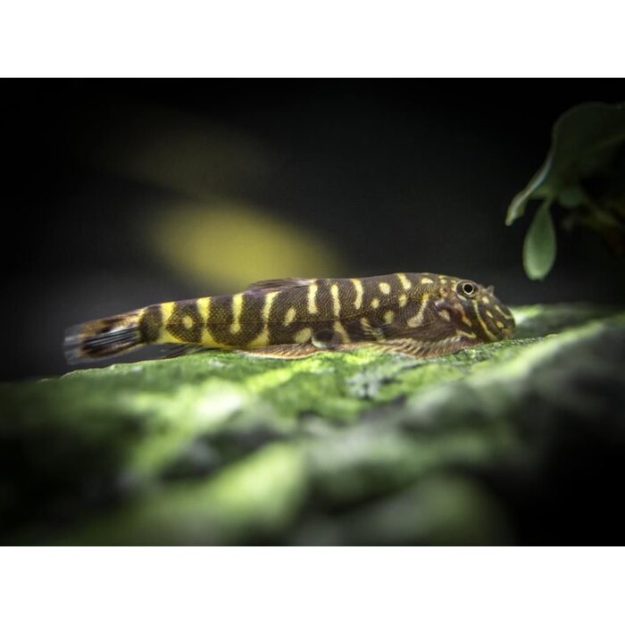 Gastromyzon Viriosus - Geelvin Algeneter