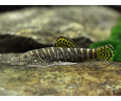 Gastromyzon Viriosus - Geelvin Algeneter