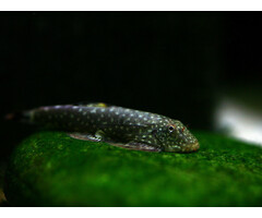 Gastromyzon Punctulatus