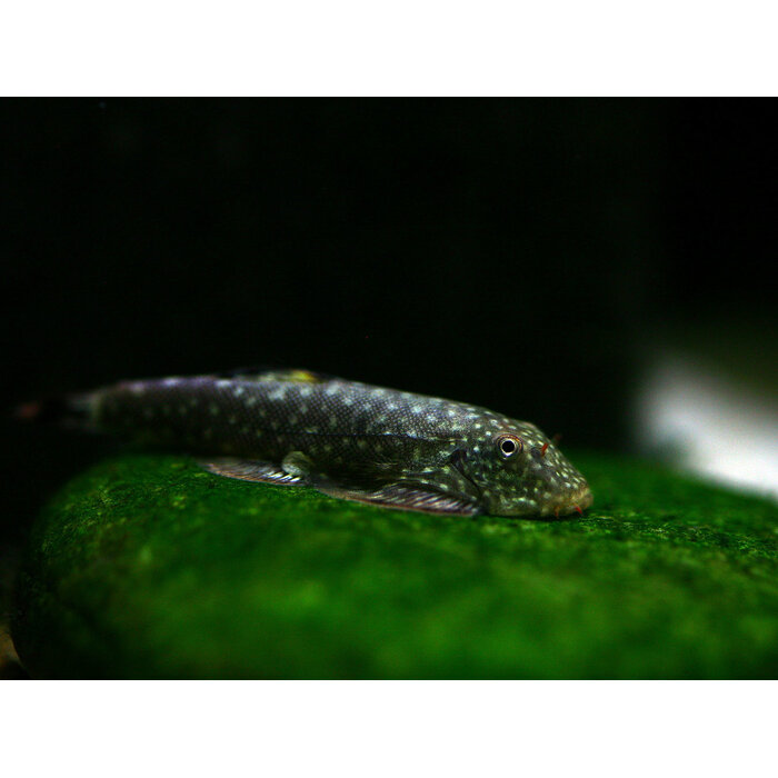 Gastromyzon Punctulatus