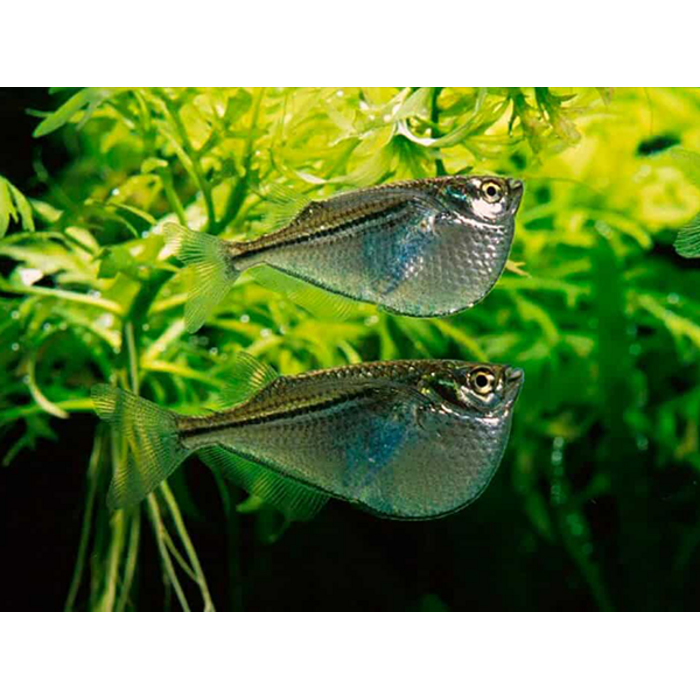 Gasteropelecus Sternlica - Grote Zilveren Bijlzalm