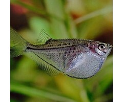 Gasteropelecus Sternlica - Grote Zilveren Bijlzalm