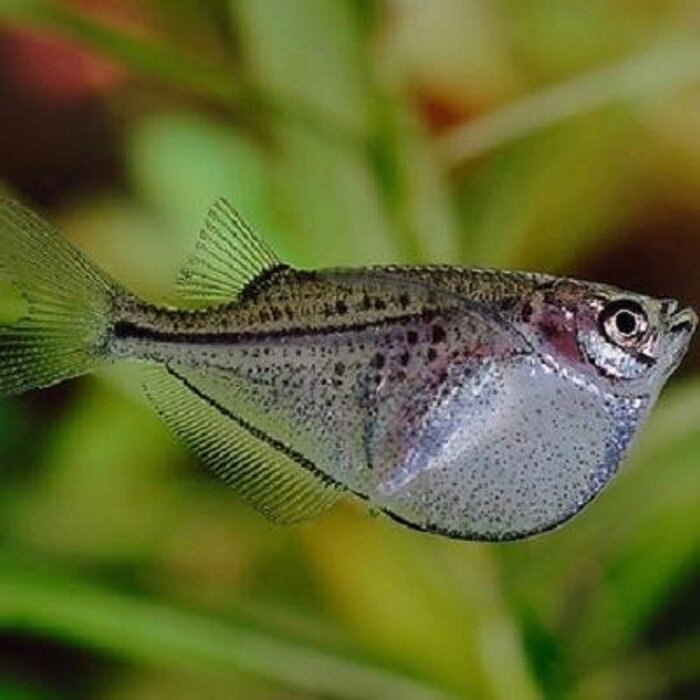 Gasteropelecus Sternlica - Grote Zilveren Bijlzalm