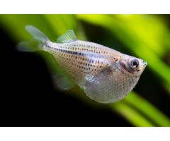 Gasteropelecus Maculatus - Reuze zilverbijlzalm