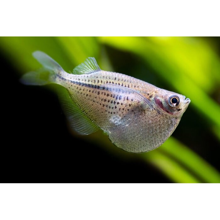 Gasteropelecus Maculatus - Reuze zilverbijlzalm