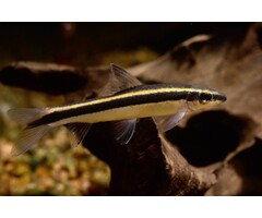 Epalzeorhynchos Kalopterus - Flying Fox