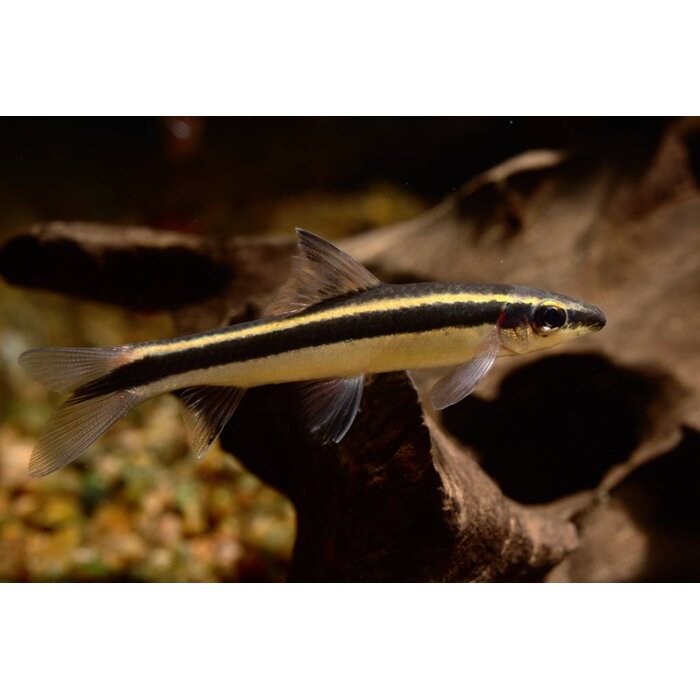 Epalzeorhynchos Kalopterus - Flying Fox