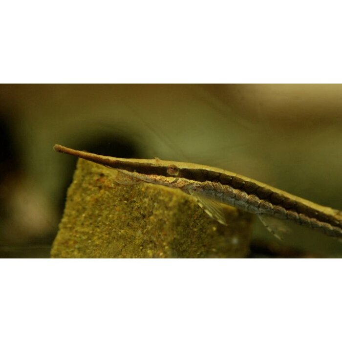 Farlowella Acus - Naaldmeerval