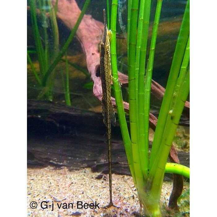 Farlowella Acus - Naaldmeerval