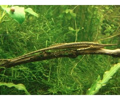 Farlowella Acus - Naaldmeerval