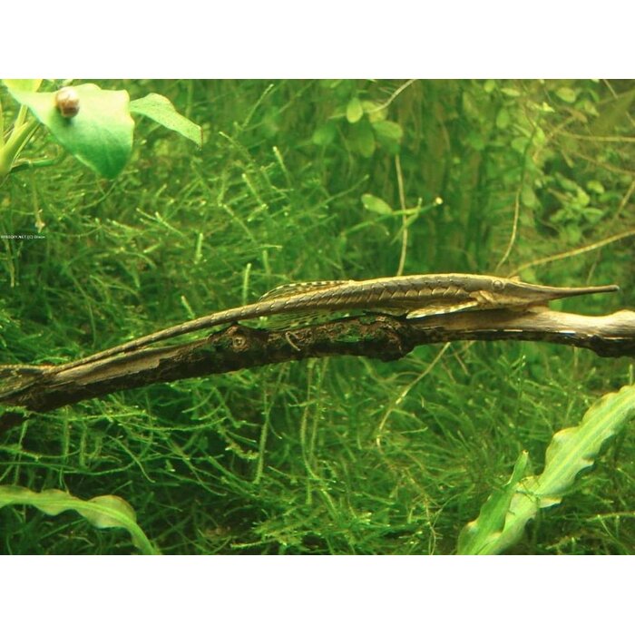 Farlowella Acus - Naaldmeerval