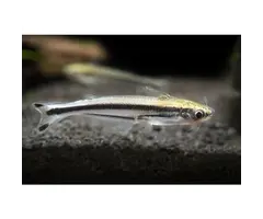 Etropiellus Debauwi - 3 Streep Glasmeerval