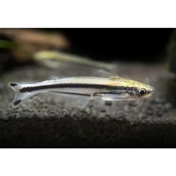 Etropiellus Debauwi - 3 Streep Glasmeerval