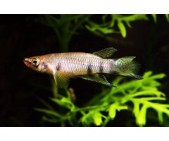 Epiplatys Dageti - Dwarsband Snoekje