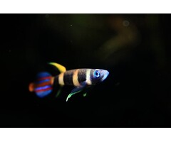 Epiplatys Annulatus - Ringband Snoekje