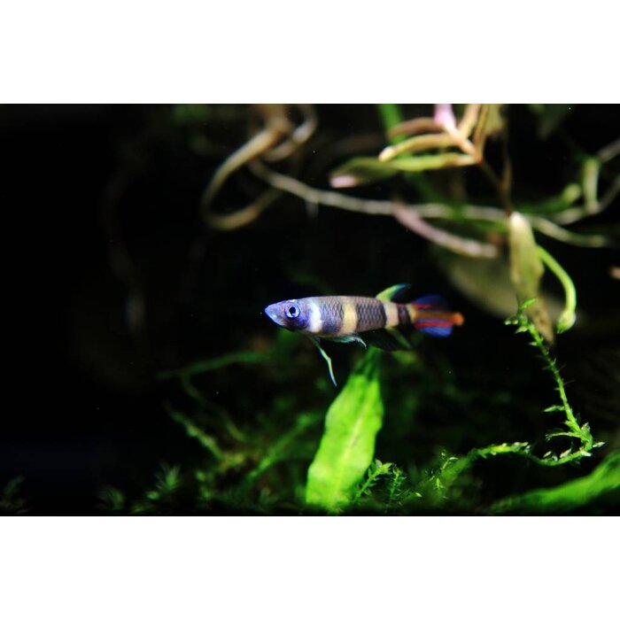 Epiplatys Annulatus - Ringband Snoekje