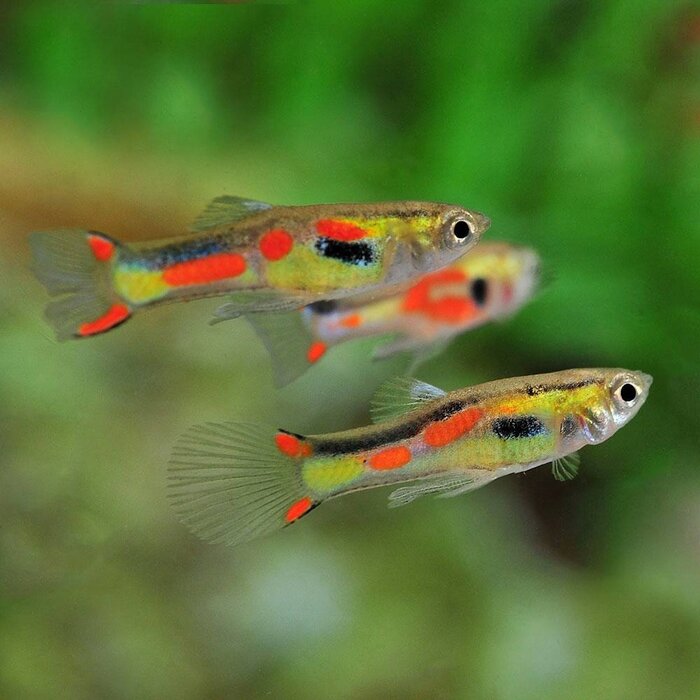 Poecilia Wingei (Male) - Endler Guppy Man