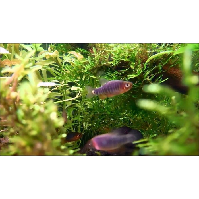 Celestichthys Erythromicron - Emerald Rasbora