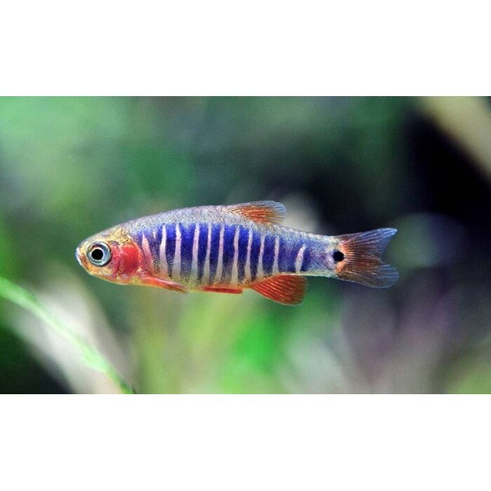 Celestichthys Erythromicron - Emerald Rasbora