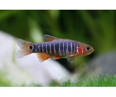 Celestichthys Erythromicron - Emerald Rasbora