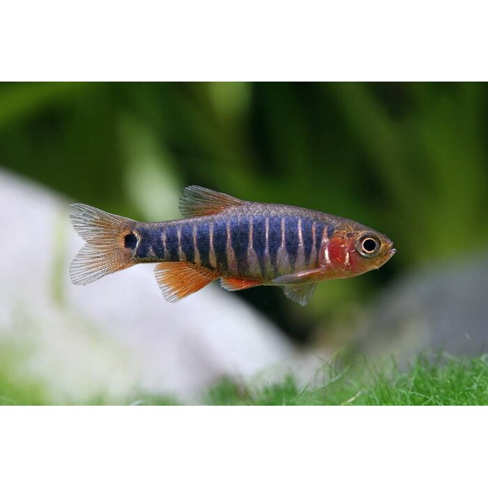 Celestichthys Erythromicron - Emerald Rasbora