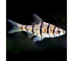 Eiermotus Octozana - Achtstreep barbeel