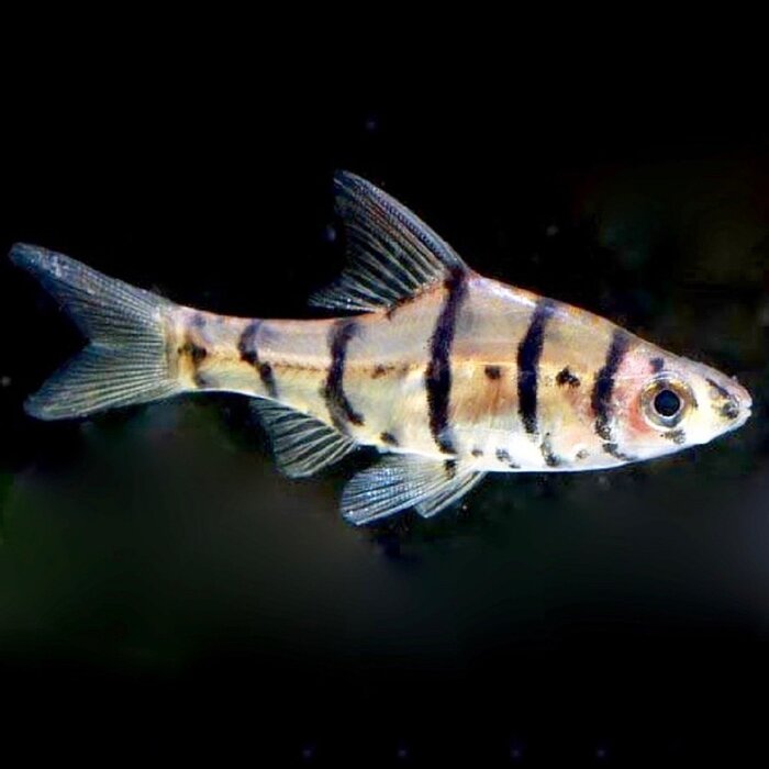 Eiermotus Octozana - Achtstreep barbeel