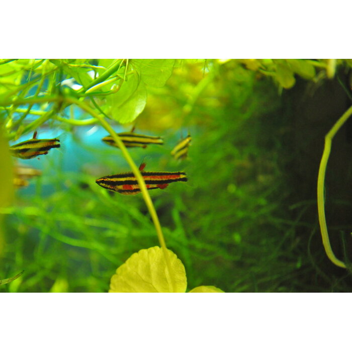 Nannostomus Rubrocaudatus - Dwergspitszalm Paars