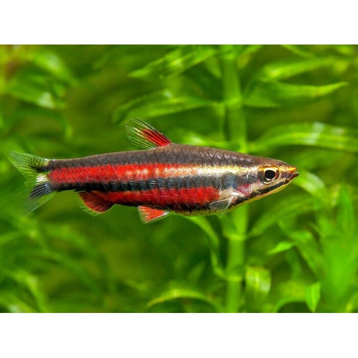 Nannostomus Rubrocaudatus - Dwergspitszalm Paars