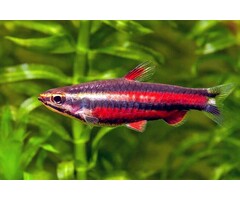 Nannostomus Rubrocaudatus - Dwergspitszalm Paars