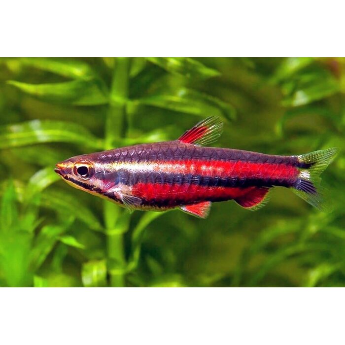 Nannostomus Rubrocaudatus - Dwergspitszalm Paars