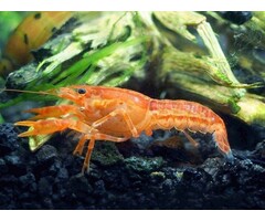 Cambarellus Patzcuarensis Orange - Dwergkreeft Oranje