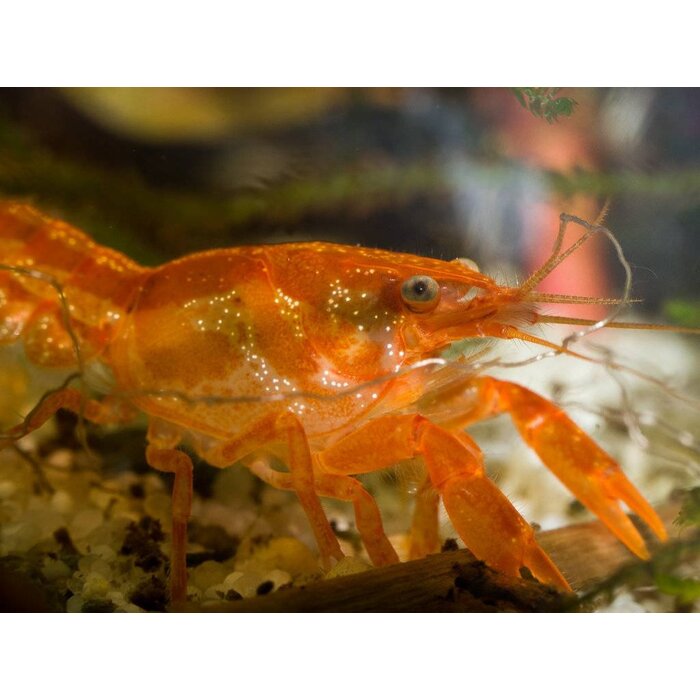 Cambarellus Patzcuarensis Orange - Dwergkreeft Oranje