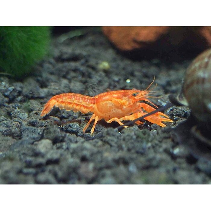 Cambarellus Patzcuarensis Orange - Dwergkreeft Oranje