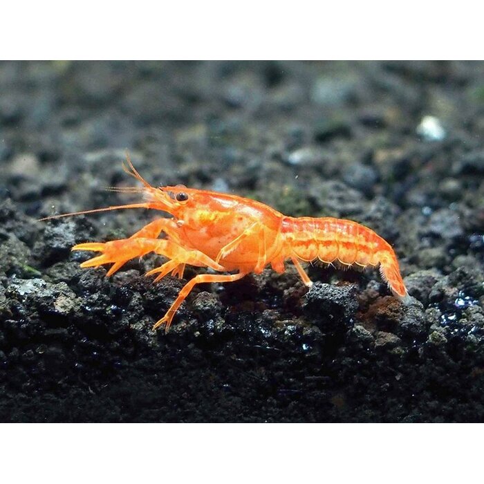 Cambarellus Patzcuarensis Orange - Dwergkreeft Oranje