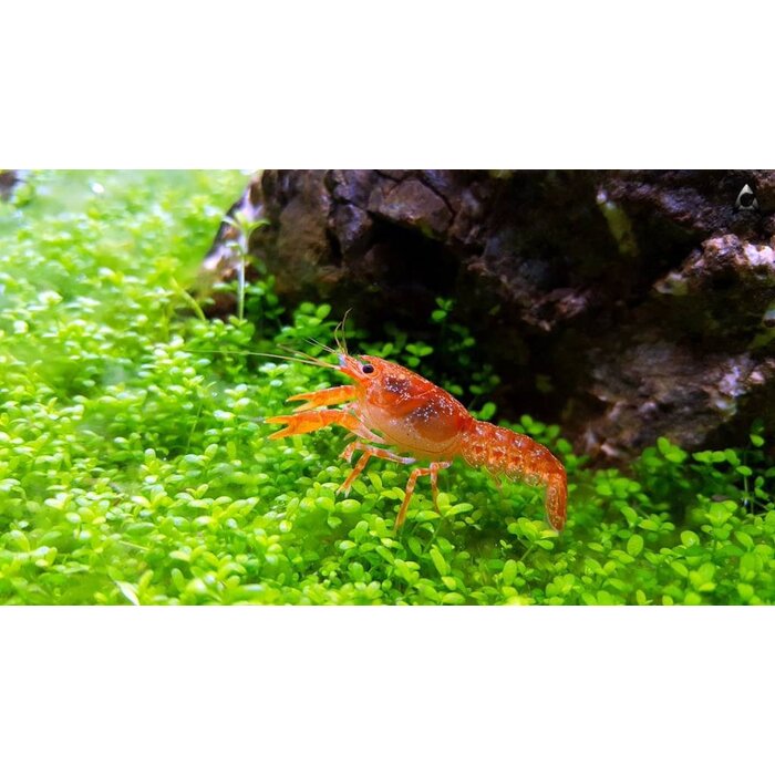 Cambarellus Patzcuarensis Orange - Dwergkreeft Oranje