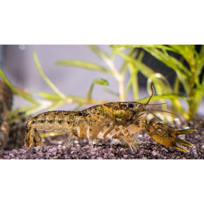 Cambarellus Diminutus - Dwergkreeft Blauw