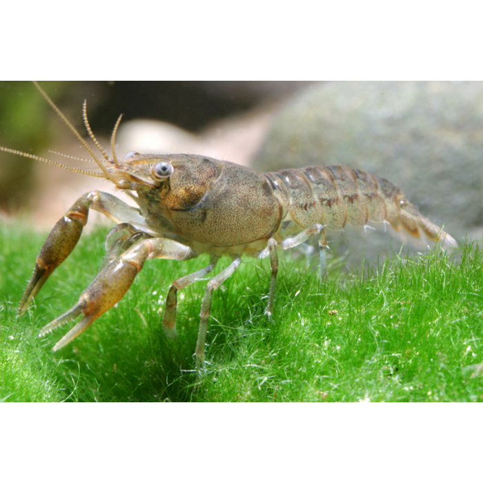 Cambarellus Diminutus - Dwergkreeft Blauw