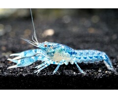 Cambarellus Diminutus - Dwergkreeft Blauw