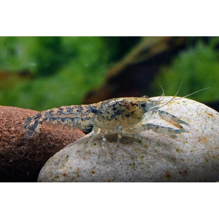 Cambarellus Diminutus - Dwergkreeft Blauw