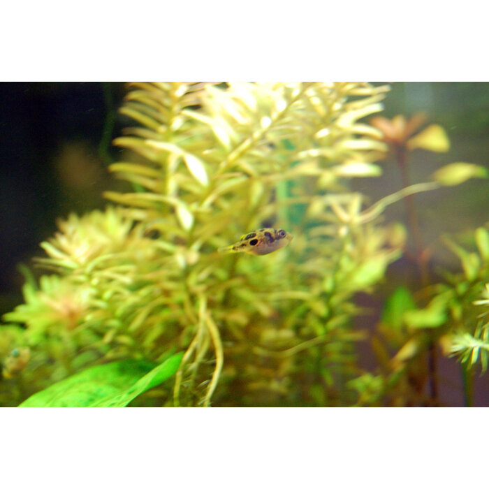 Tetraodon Travancoricus - Dwergkogelvis