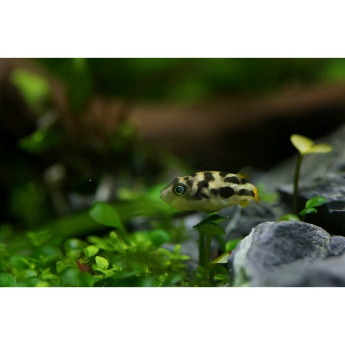 Tetraodon Travancoricus - Dwergkogelvis