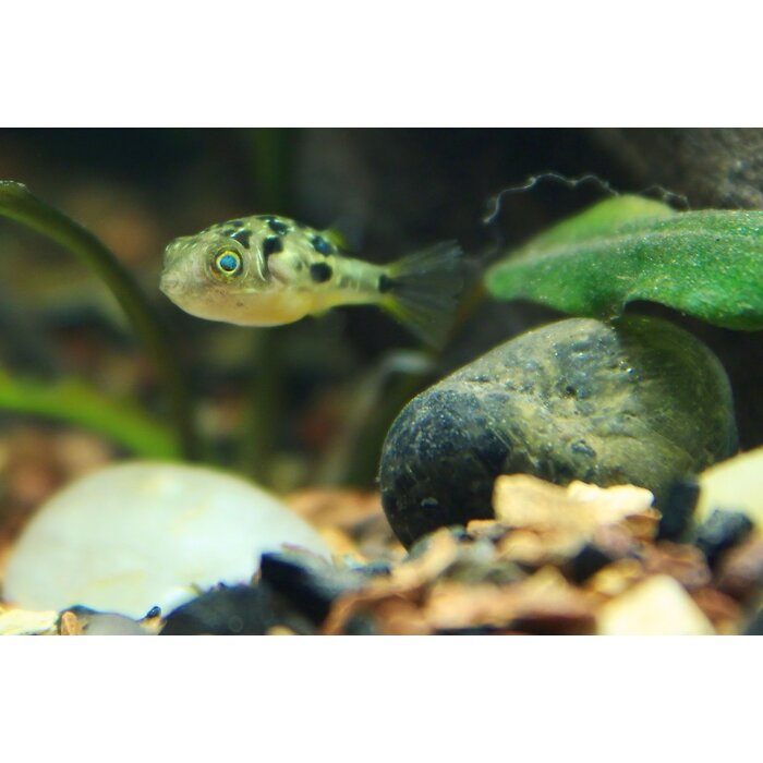 Tetraodon Travancoricus - Dwerg Kogelvis