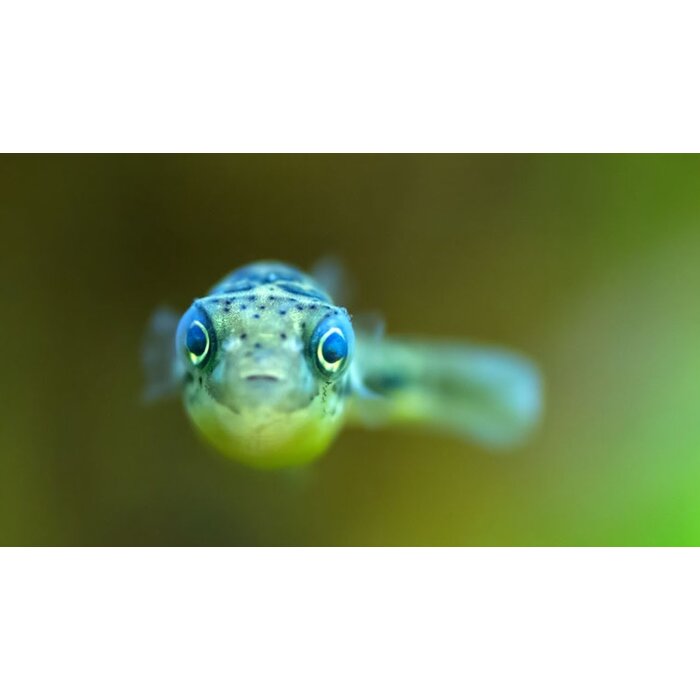 Tetraodon Travancoricus - Dwerg Kogelvis