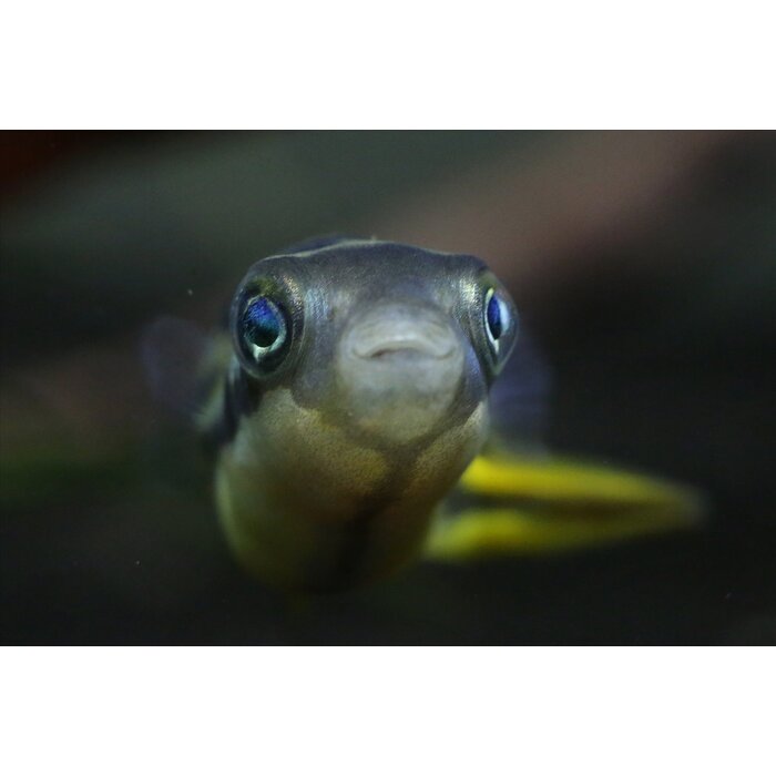 Tetraodon Travancoricus - Dwerg Kogelvis