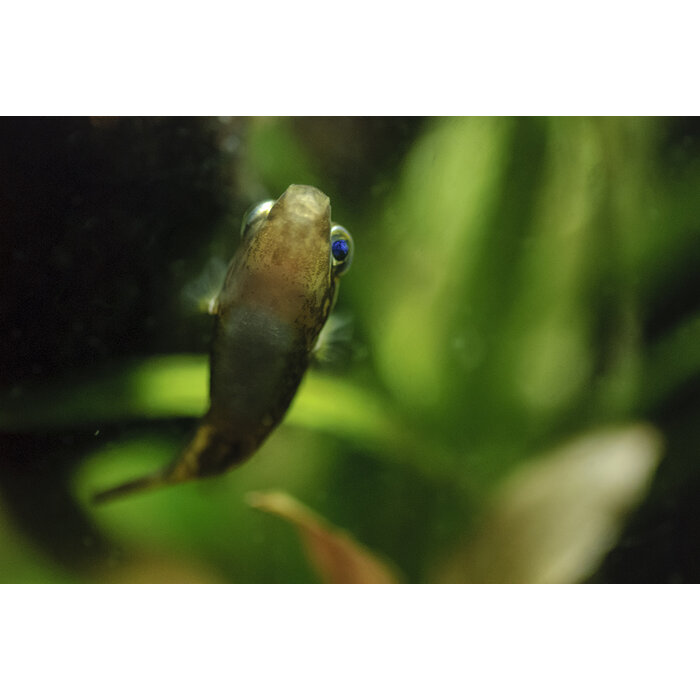 Tetraodon Travancoricus - Dwergkogelvis