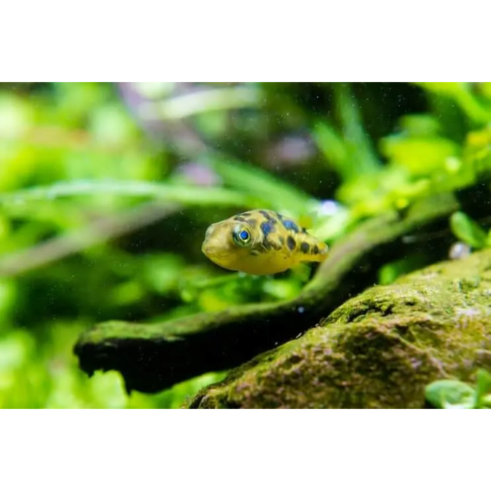 Tetraodon Travancoricus - Dwerg Kogelvis