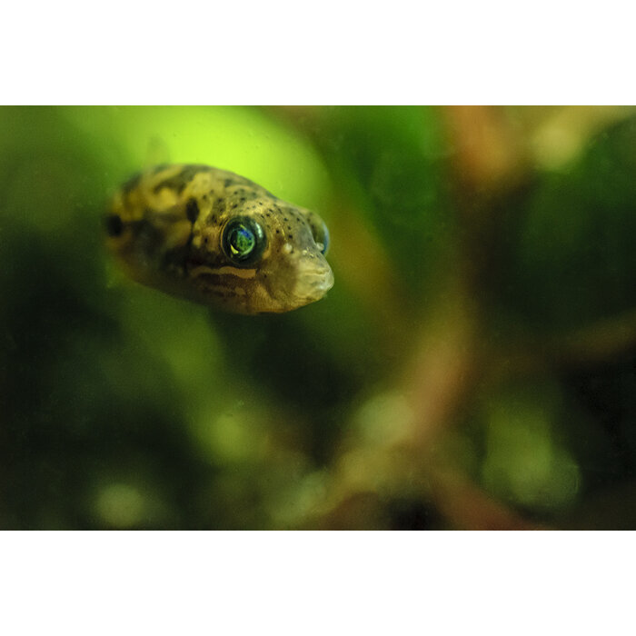 Tetraodon Travancoricus - Dwerg Kogelvis