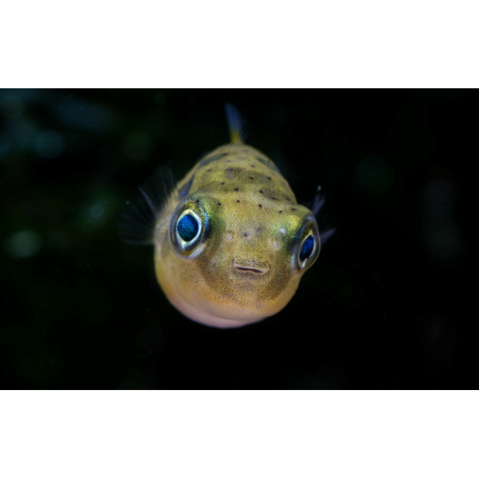 Tetraodon Travancoricus - Dwerg Kogelvis