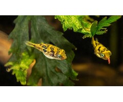 Tetraodon Travancoricus - Dwerg Kogelvis